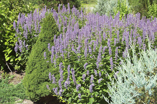 Hyssop