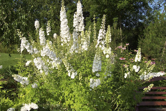 Delphinium