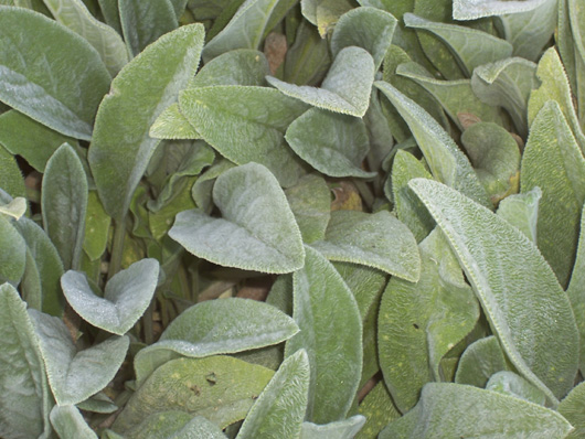 Lamb's Ear