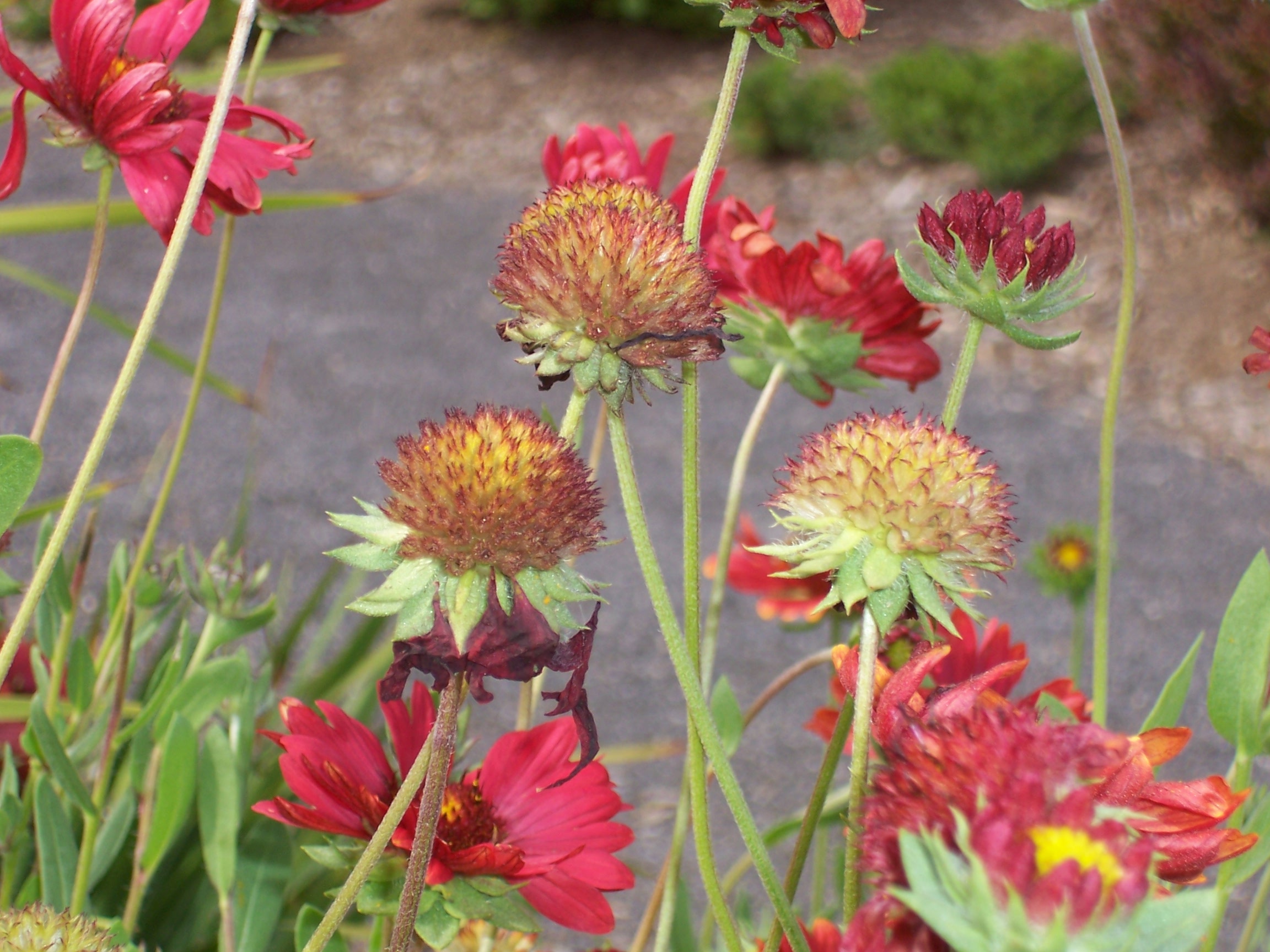 Blanket Flower From Book A Garden Of Love