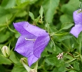 Bellflower closeup